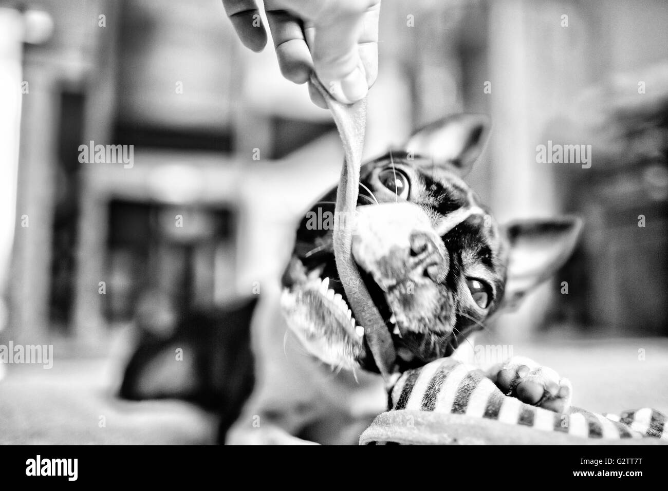 Ritratto di un giocoso Boston Terrier con il suo giocattolo Foto Stock