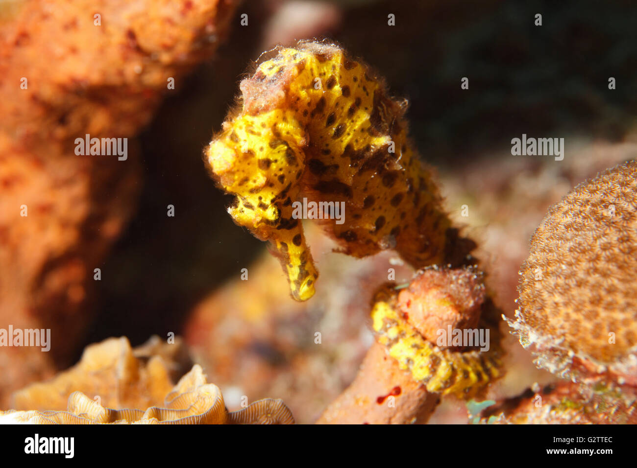 Longsnout cavalluccio marino nel Mare dei Caraibi circa Bonaire. Hippocampus reidi. Slank zeepaardje. Foto V.D. Foto Stock