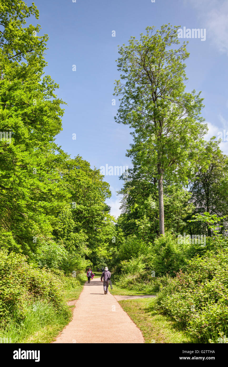 Percorso nella Foresta di Dean, con alberi in pieno, luminoso, molla, a foglia verde, Gloucestershire, England, Regno Unito Foto Stock