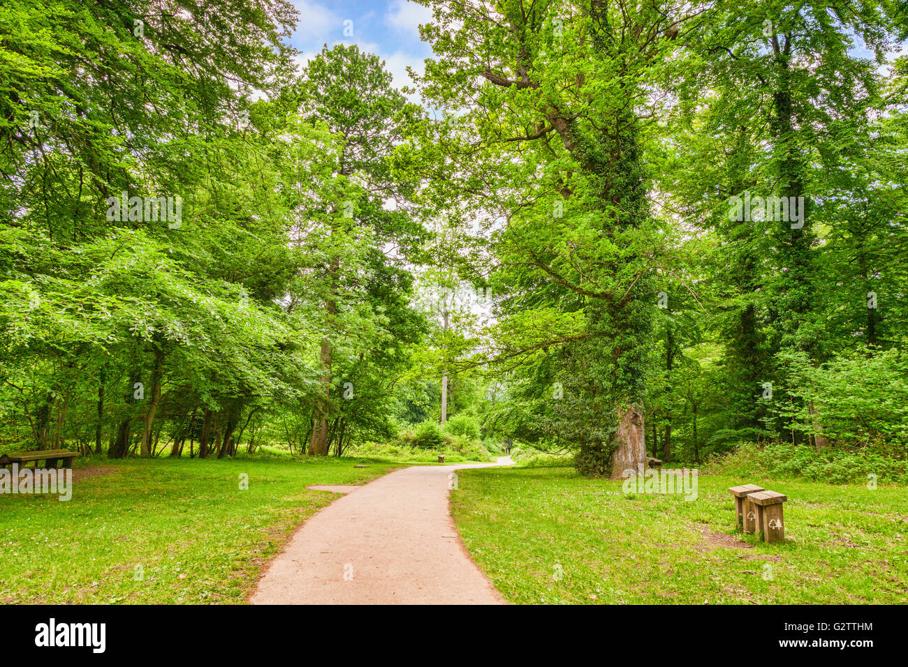 Percorso se la Foresta di Dean, con alberi in pieno, luminoso, molla, a foglia verde, Gloucestershire, England, Regno Unito Foto Stock