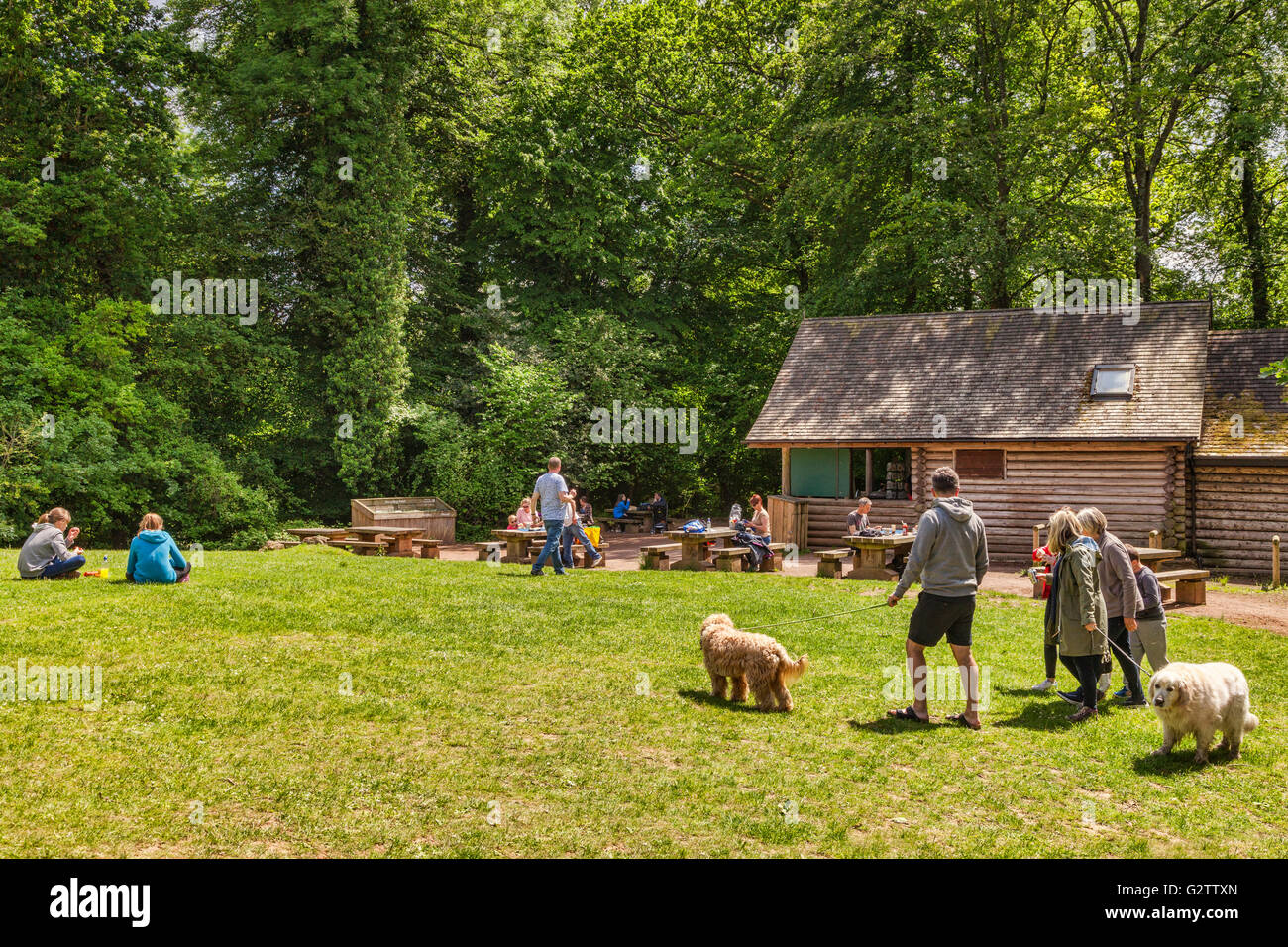 Area Picnic nella Foresta di Dean, vicino Symonds Yat, Gloucestershire, England, Regno Unito Foto Stock