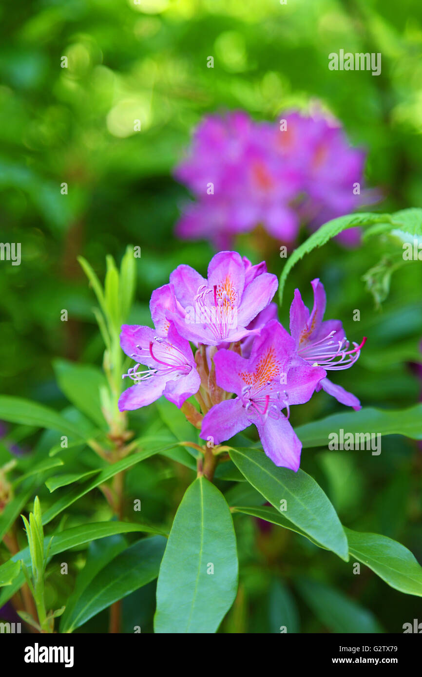 Viola alstroemeria fiori foglie verdi fioriti Foto Stock