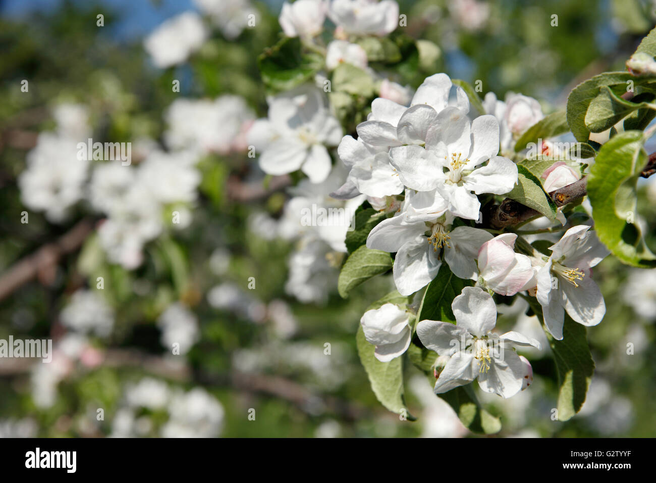 Il ramo di un albero di mele in fiore. Kolomenskoe Museum-Reserve, Mosca, Russia. Foto Stock