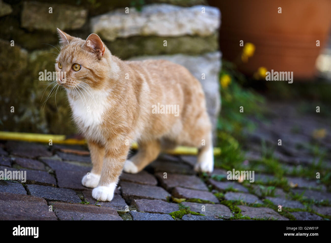 Ritratto di animali di un gatto di casa camminando per le strade Foto Stock