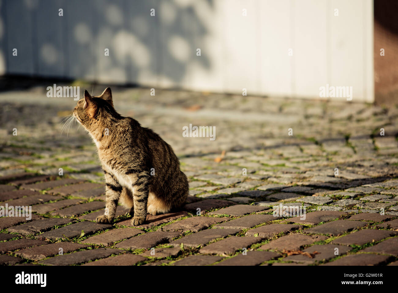 Ritratto di animali di un gatto di casa camminando per le strade Foto Stock