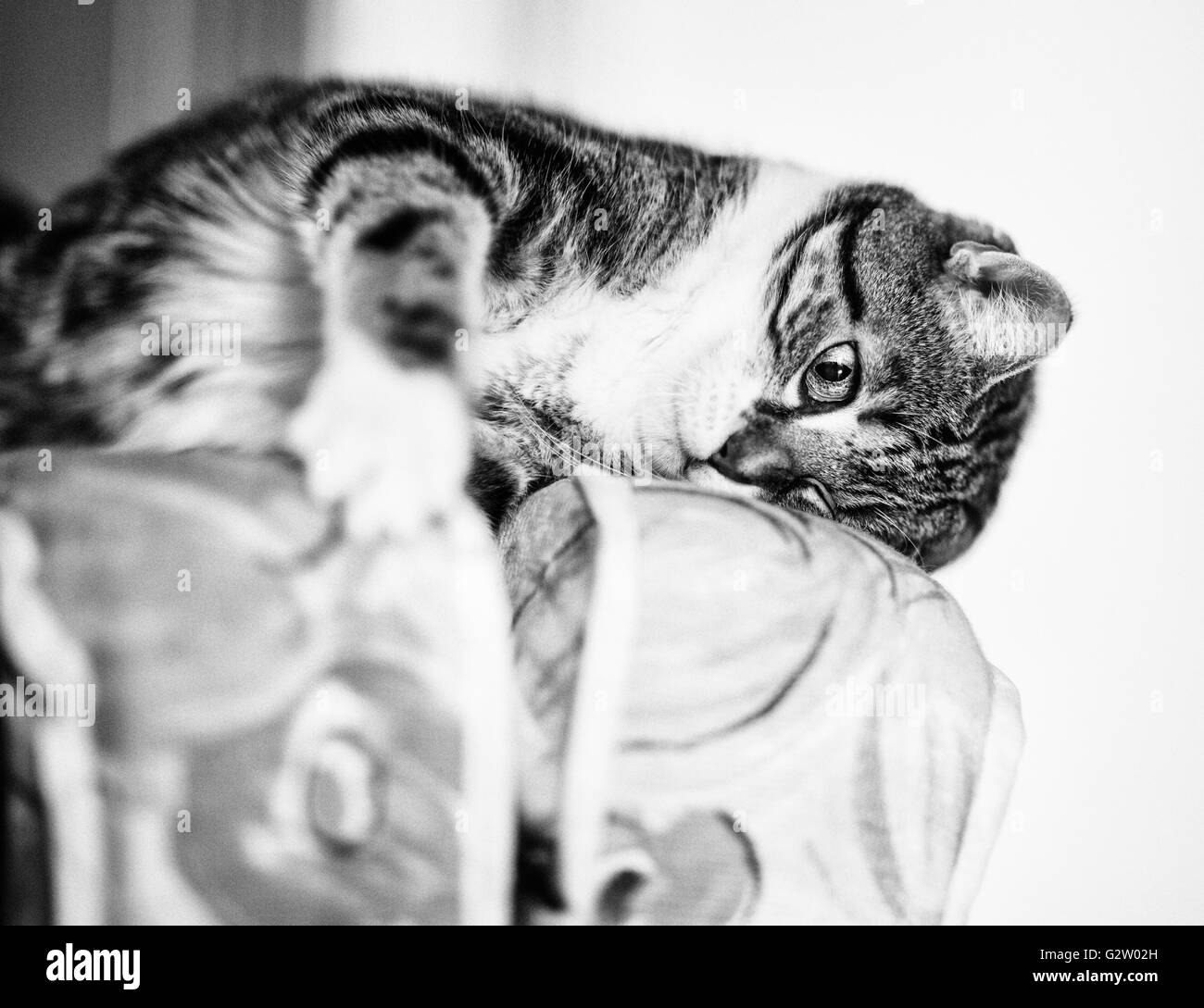 Ritratto di animali di un gatto di casa durante la riproduzione e il rilassante Foto Stock