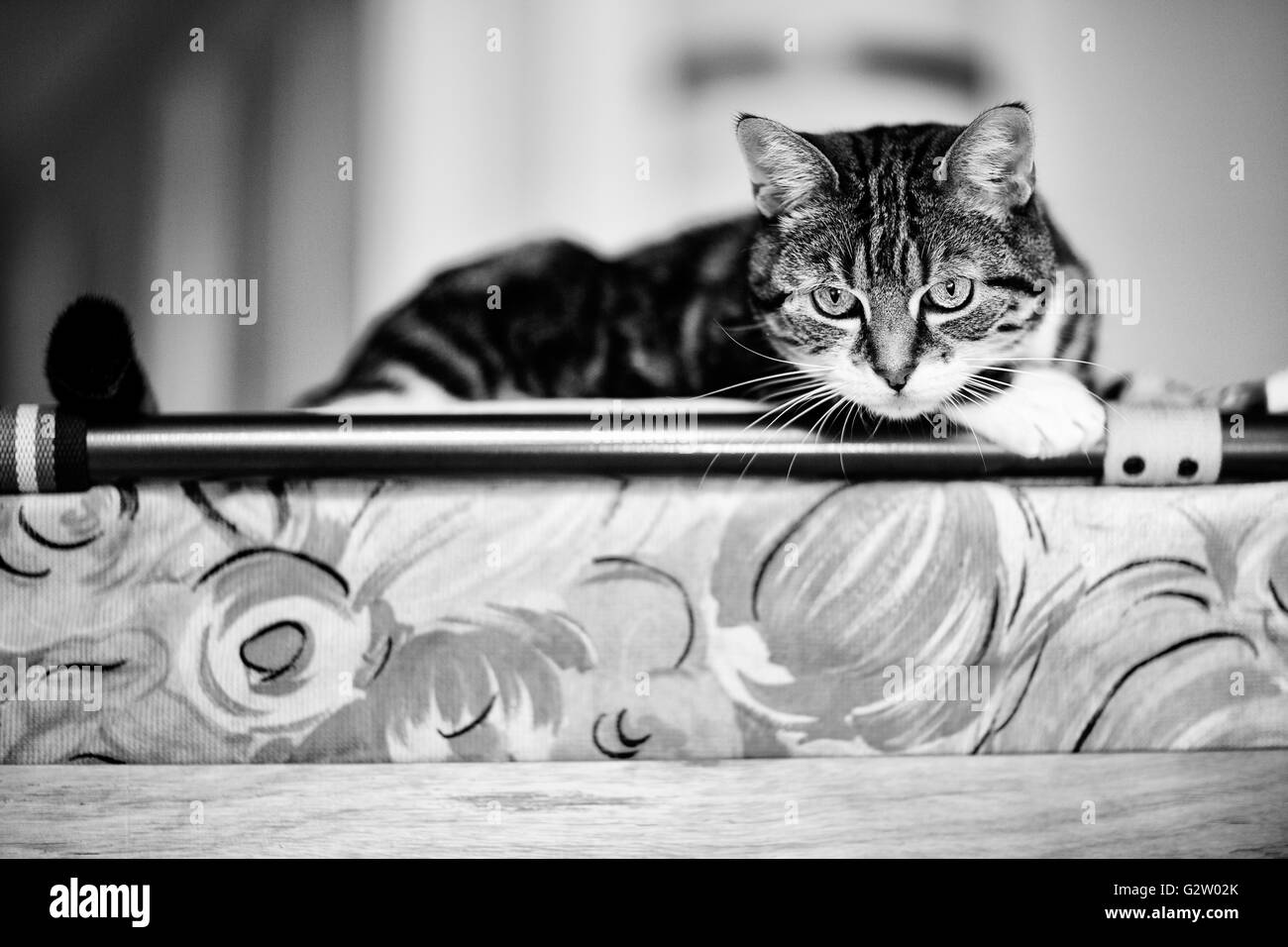 Ritratto di animali di un gatto di casa durante la riproduzione e il rilassante Foto Stock