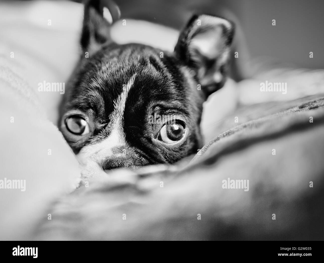 Carino giovane Boston Terrier cucciolo ritratto in studio Foto Stock