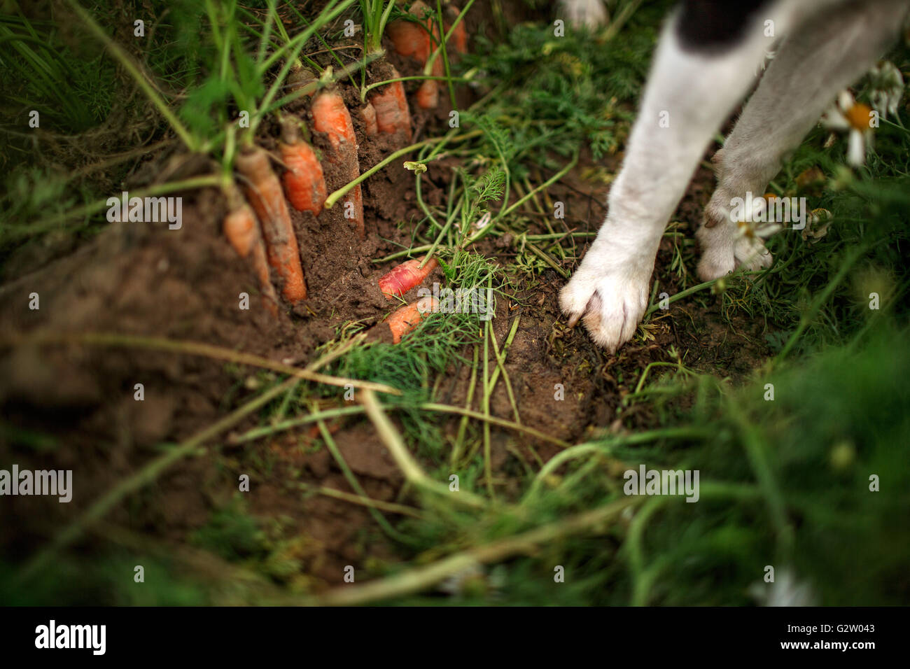 Le carote in crescita in campo pronto per il raccolto in autunno Foto Stock