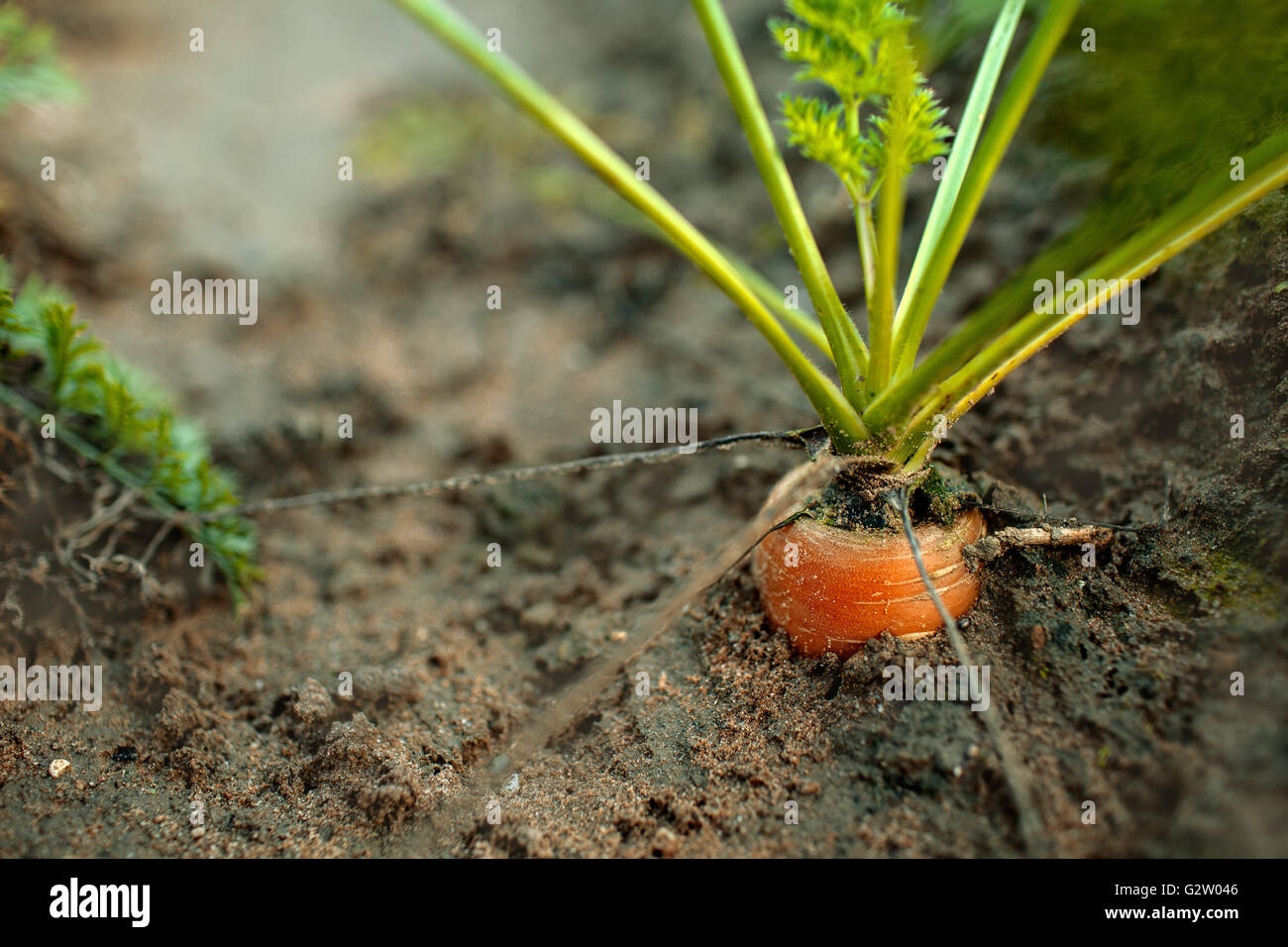 Le carote in crescita in campo pronto per il raccolto in autunno Foto Stock