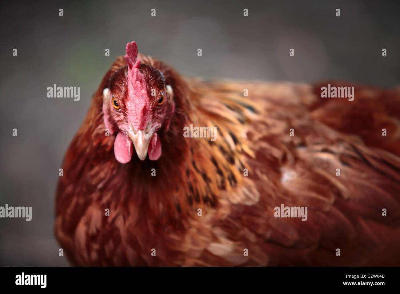 Ritratto di un luminoso marrone e rosso colorato pollo casa in azienda Foto Stock