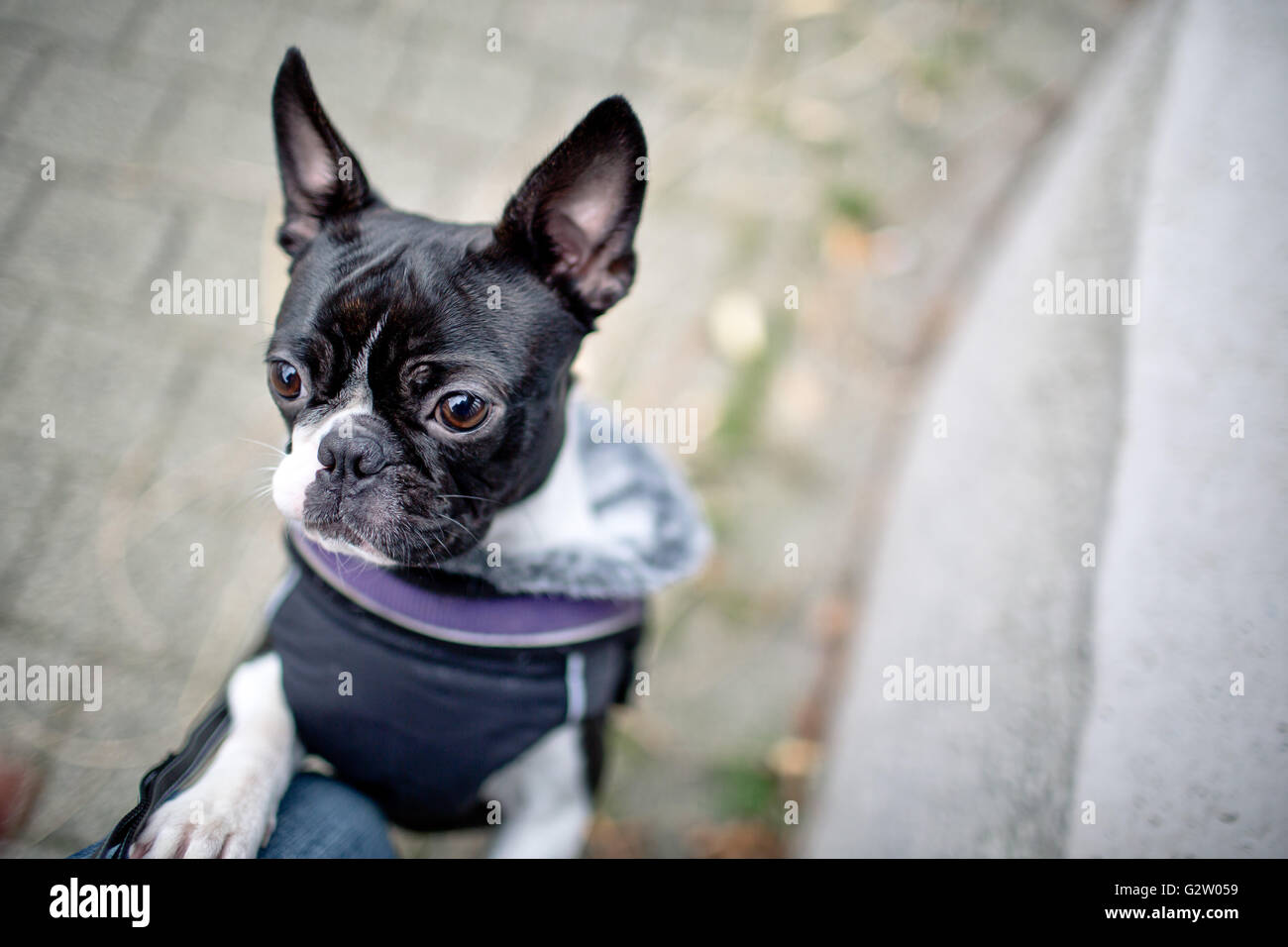 Boston Terrier dotato di una giacca calda durante una passeggiata in autunno in un freddo giorno Foto Stock
