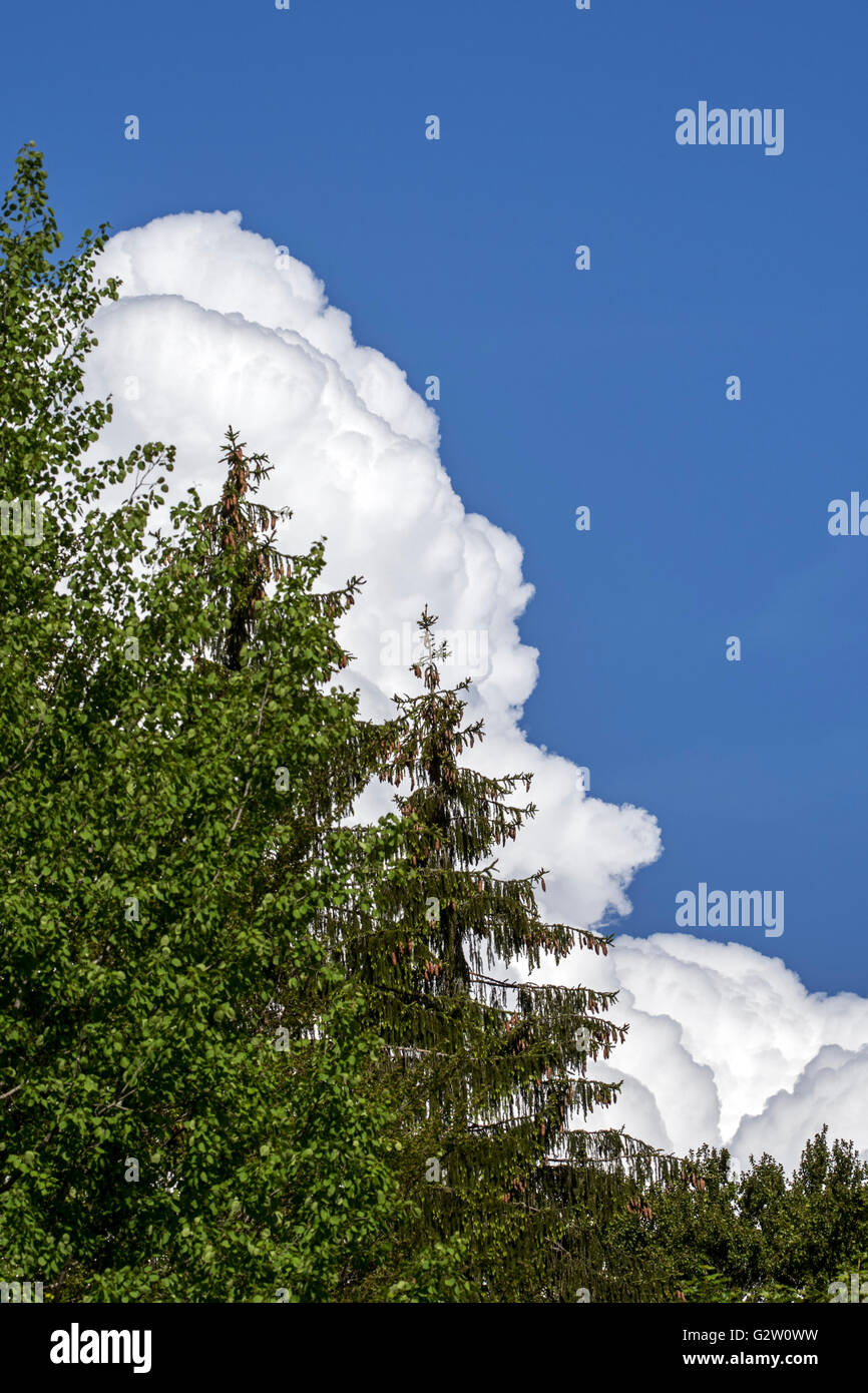 Cumulus congestus cloud sviluppo foresta dietro Foto Stock