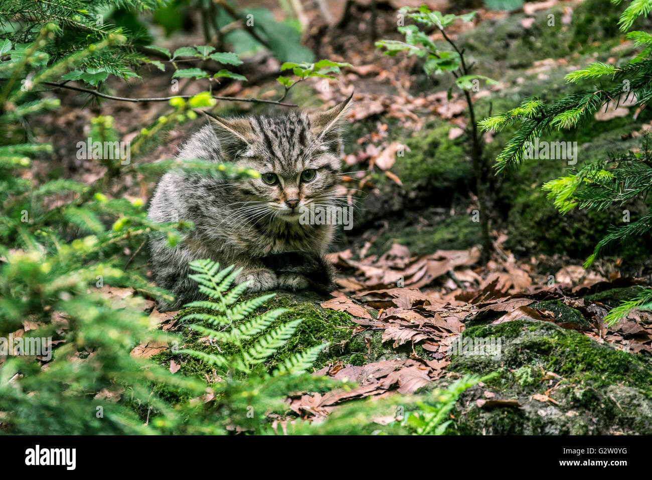Gatto selvatico europeo (Felis silvestris silvestris) gattino nascosto nel sottobosco in foresta Foto Stock