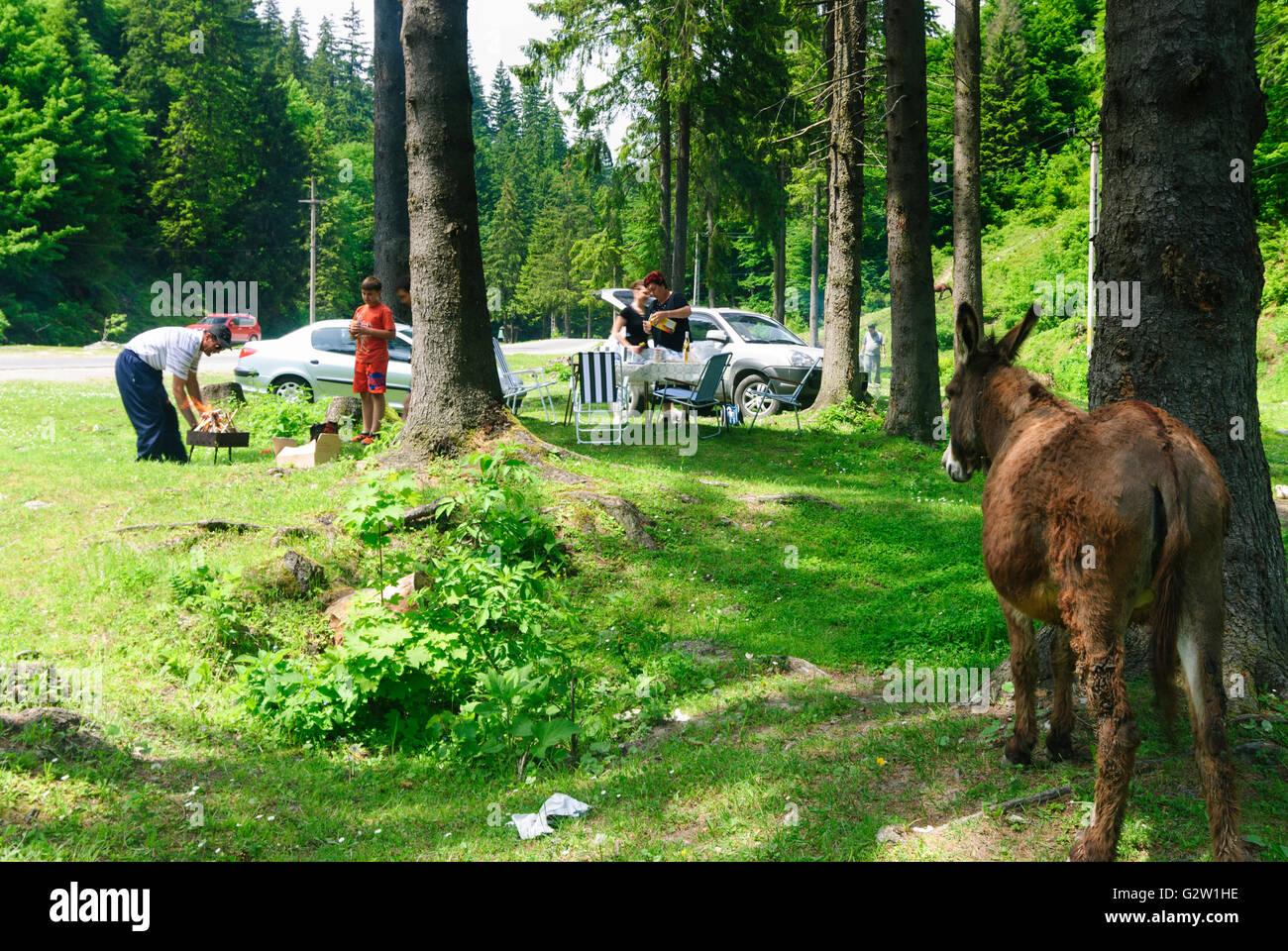 Fine settimana Picnic con mule in Subcarpathian, Romania, Transilvania, Transilvania, Siebenbürgen (Transsilvanien) , Moieciu (Moesch Foto Stock