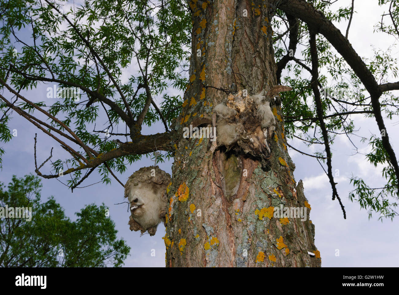 Sospeso da un albero di capi ovini per allontanare gli spiriti maligni, Romania, Transilvania, Transilvania, Siebenbürgen (Transsilvanien) , Foto Stock