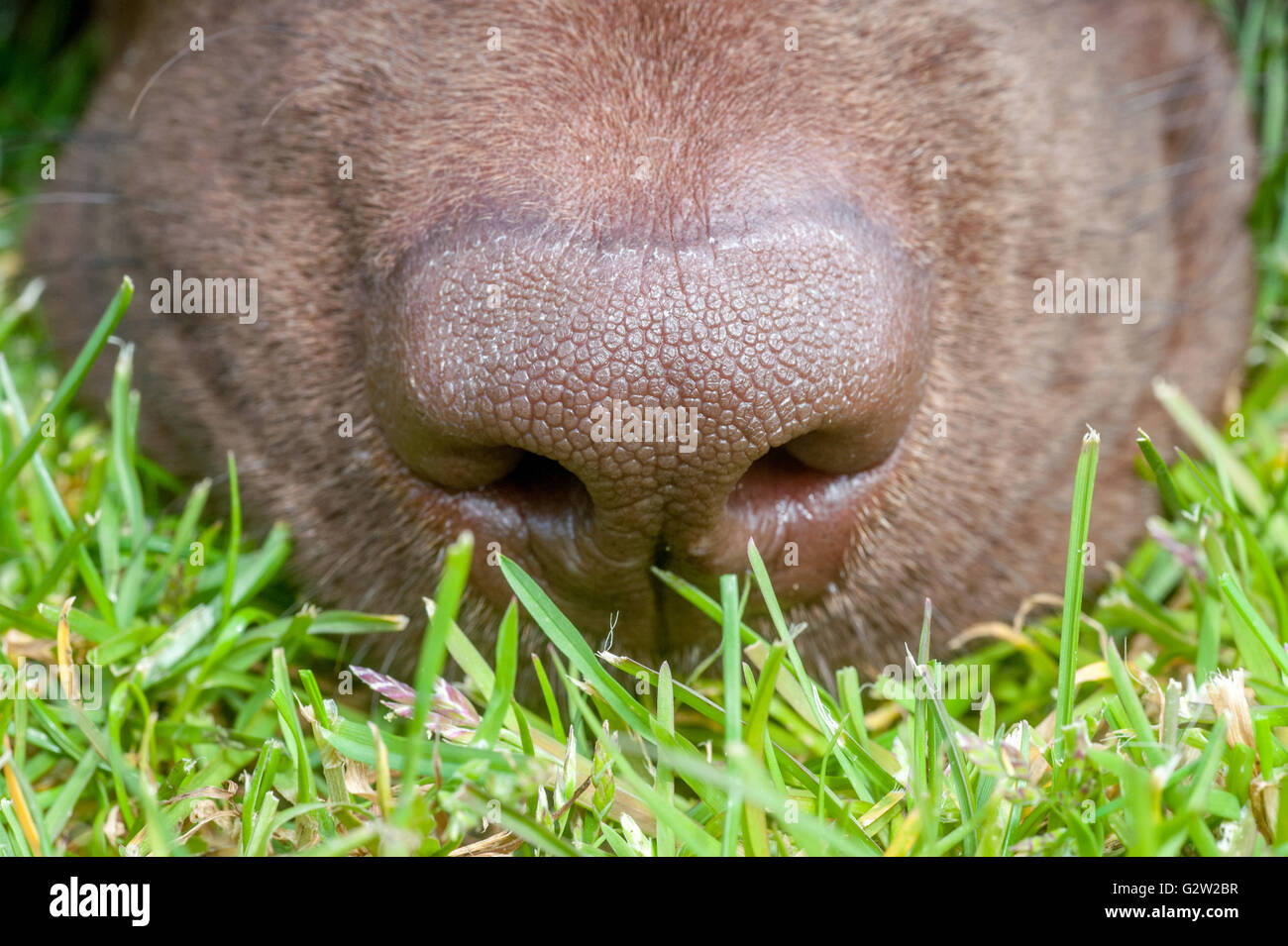Close up di un cioccolato labrador cani naso Foto Stock