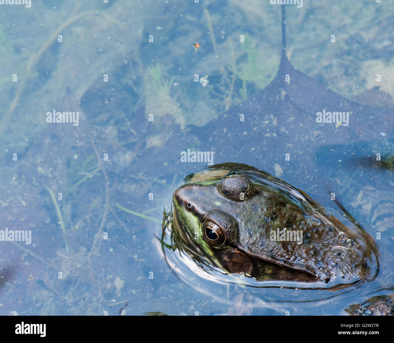 Bullfrog seduto in acqua in una palude. Foto Stock