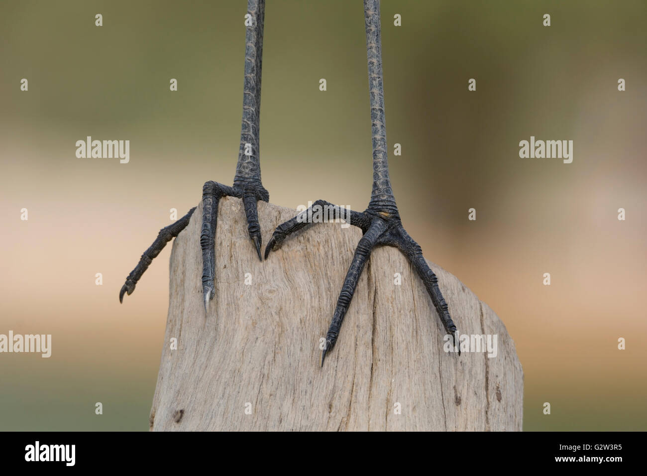 Chiudere i dettagli delle gambe del grande airone bianco bird permanente sulla struttura ad albero isolato sul colore di sfondo naturale Foto Stock