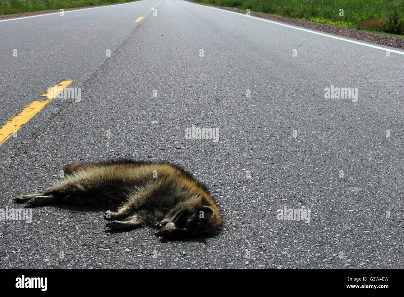 Raccoon roadkill posa su una strada rurale con la strada come sfondo Foto Stock