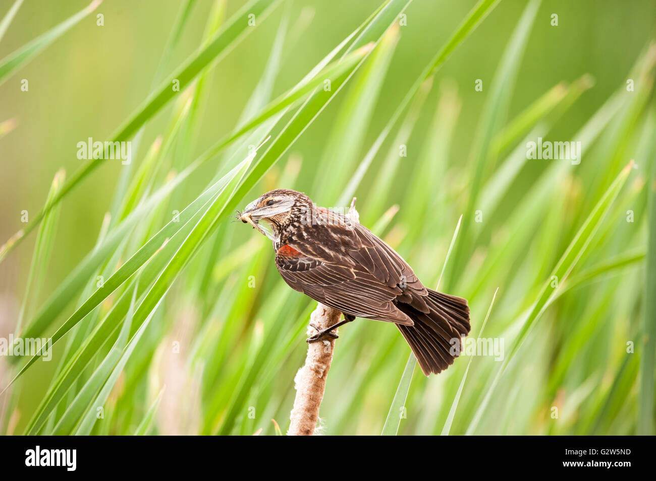 Femmina Merlo Red-Winged portando una grande libellula nel suo becco Foto Stock