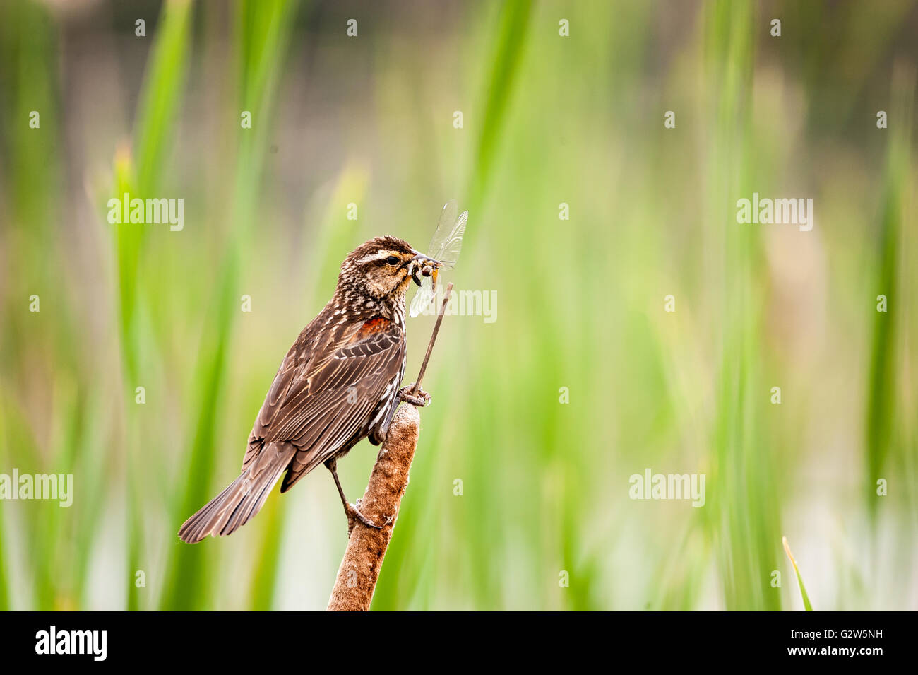 Femmina Merlo Red-Winged portando una grande libellula nel suo becco Foto Stock
