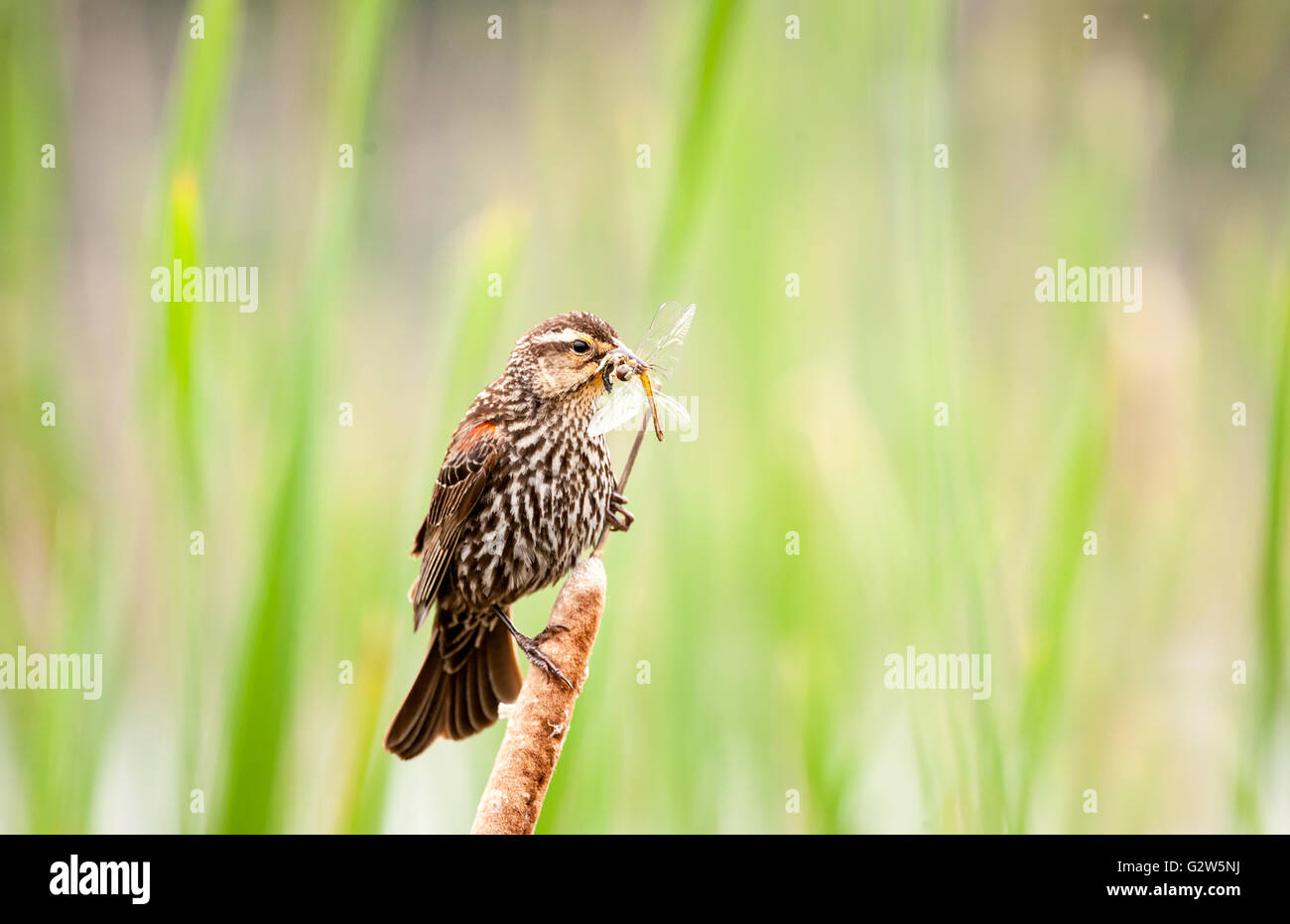 Femmina Merlo Red-Winged portando una grande libellula nel suo becco Foto Stock