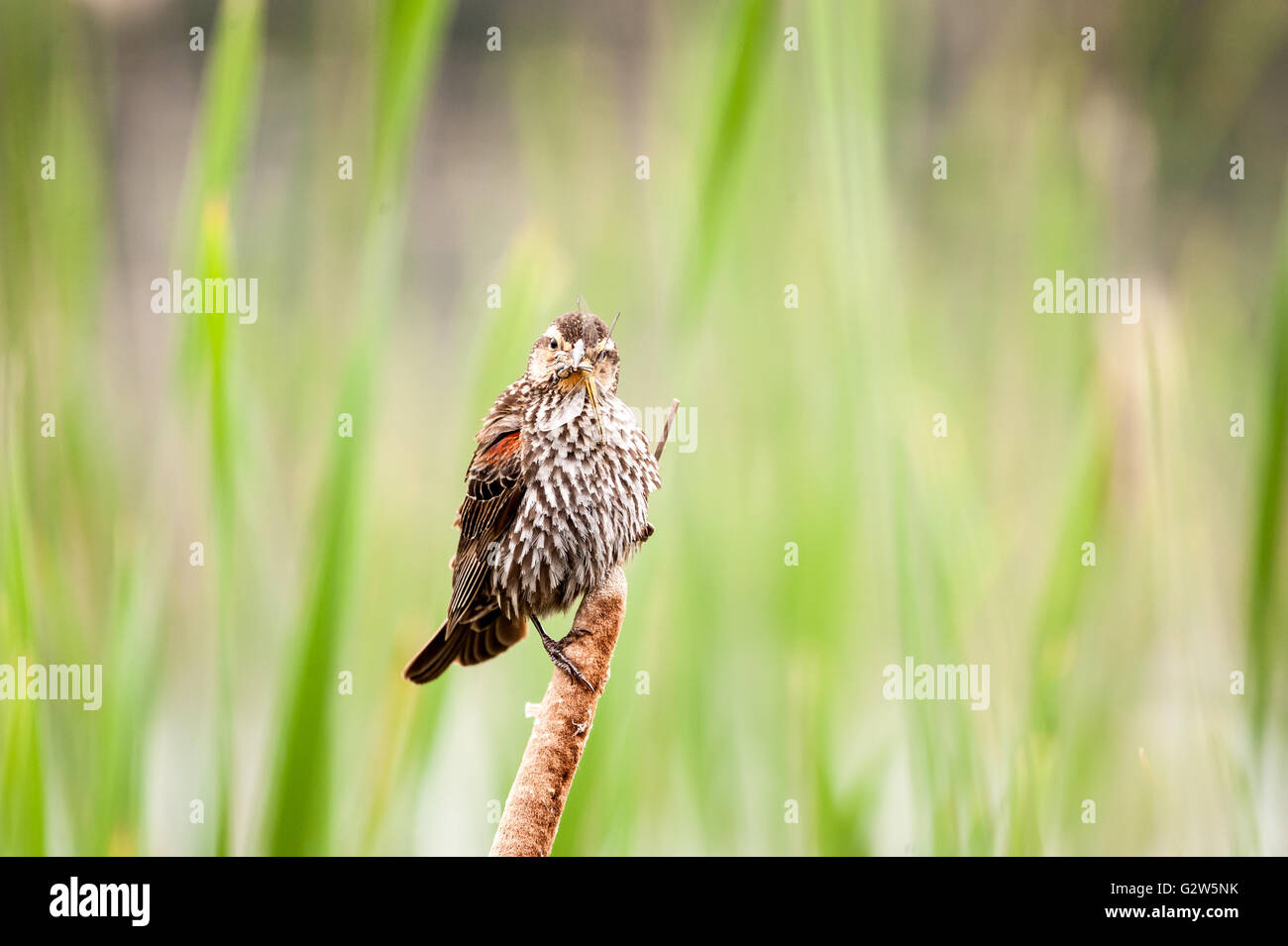 Femmina Merlo Red-Winged portando una grande libellula nel suo becco Foto Stock