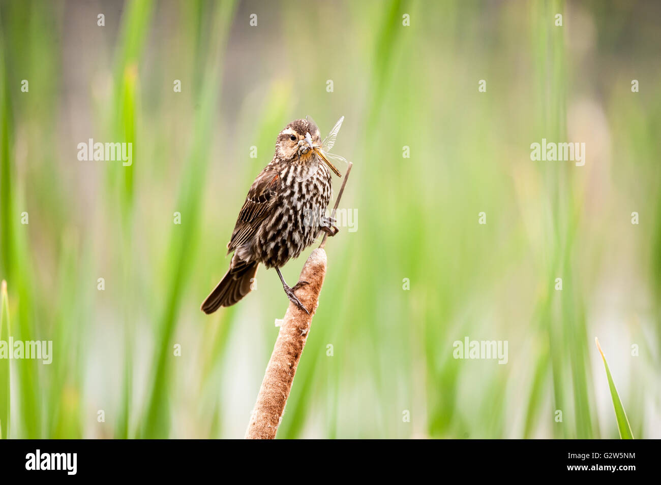 Femmina Merlo Red-Winged portando una grande libellula nel suo becco Foto Stock