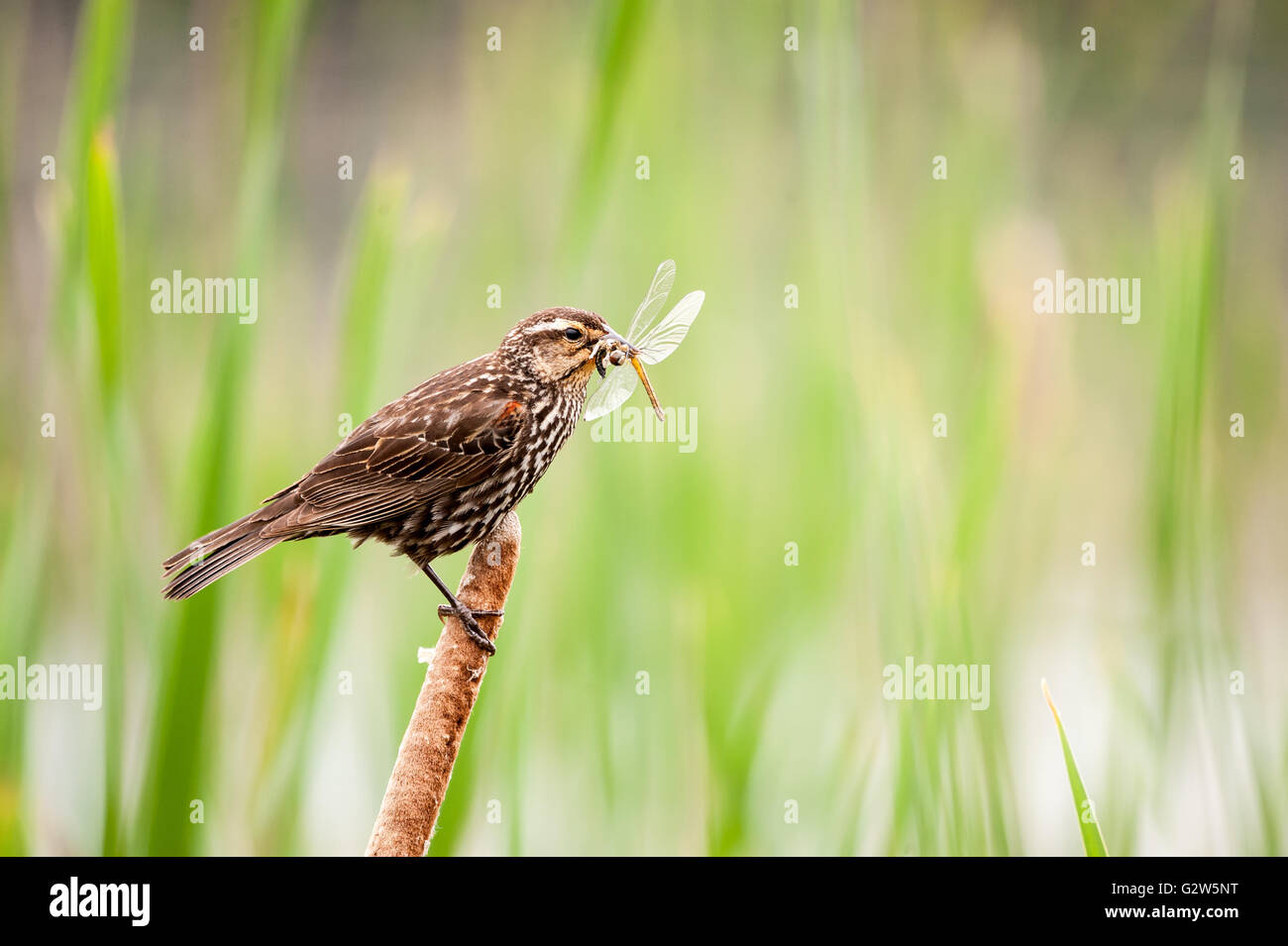 Femmina Merlo Red-Winged portando una grande libellula nel suo becco Foto Stock