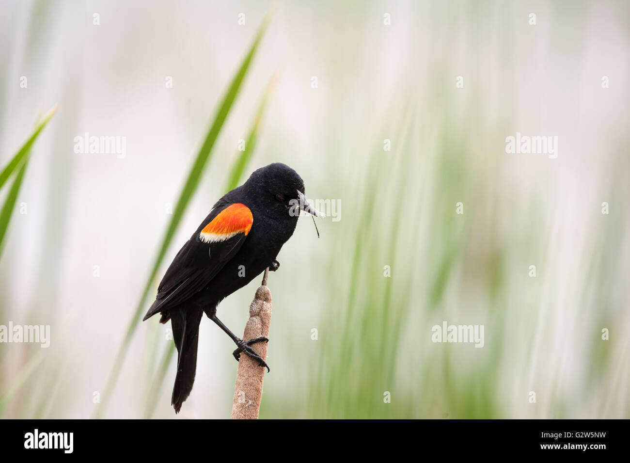 Rosso-winged blackbird trasportare piccoli dragonfly nella sua bocca Foto Stock