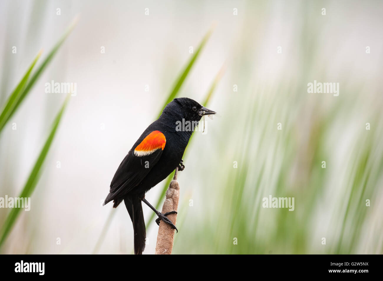 Maschio rosso-winged blackbird con dragonfly nella sua bocca Foto Stock