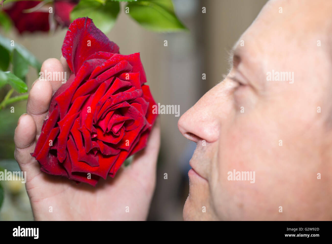 Westminster, Londra, Regno Unito. Il 3 giugno 2016. Gli specialisti di rose e vivai mettere i tocchi finali a loro composizioni floreali come la rosa mostra apre al pubblico per due giorni ad RHS Lawrence Hall di Londra centrale. Simon White di Peter Beales Roses, RHS Chelsea Medaglia d'oro dei vincitori. Credito: jardinimages/Alamy Live News. Foto Stock