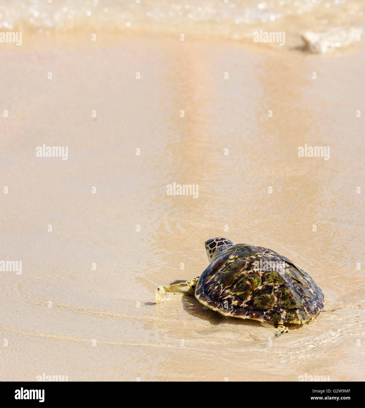 Attività di rilascio delle tartarughe Foto Stock
