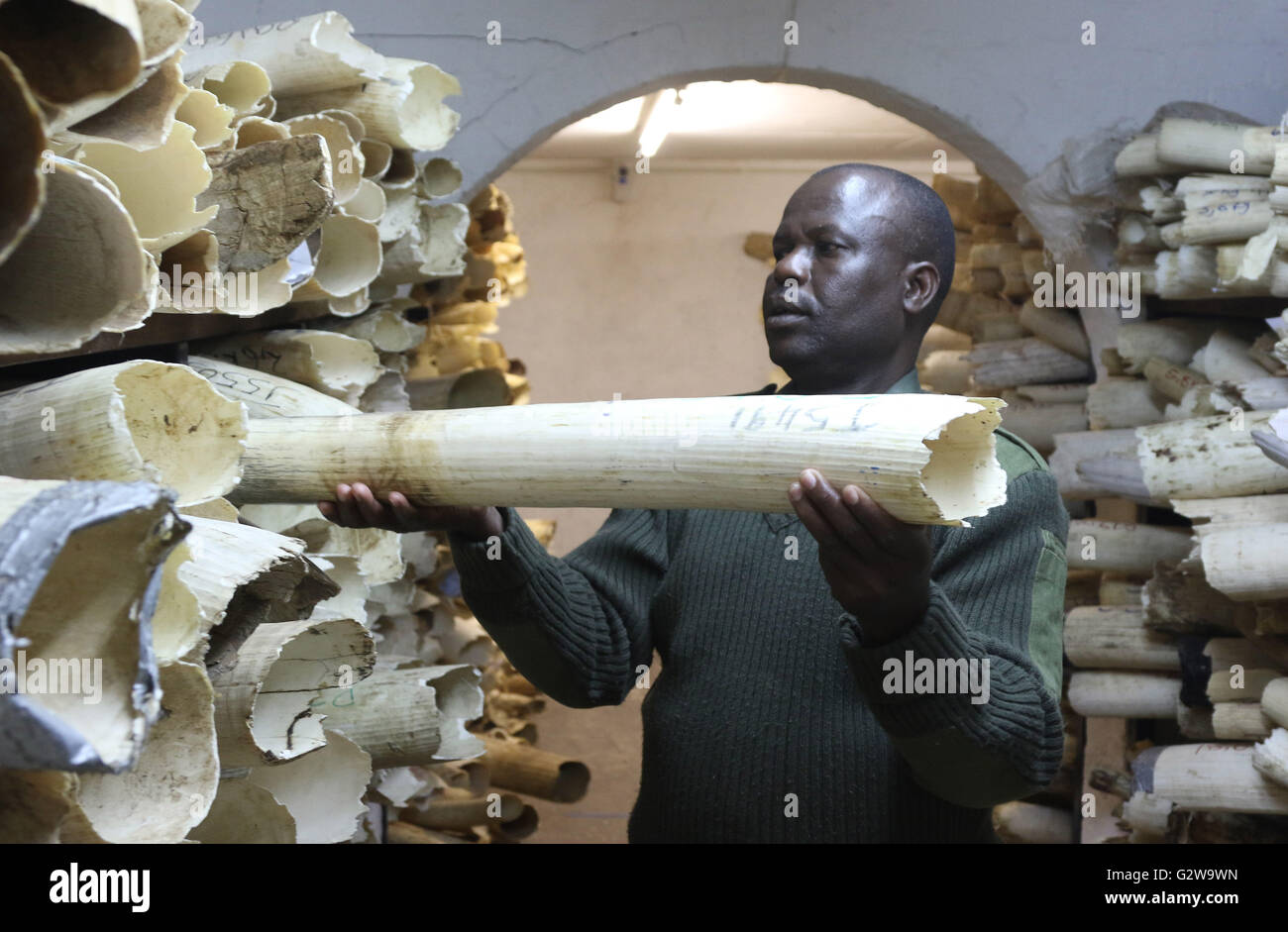 Harare. Il 3 giugno, 2016. Un cittadino dello Zimbabwe i parchi nazionali e le autorità della fauna selvatica lavoratore controlla le scorte di avorio di Harare, Zimbabwe, Giugno 2, 2016. Lo Zimbabwe di scorte di avorio è cresciuto a 70 tonnellate ed è diventato pericoloso per proteggere nel mezzo di un bando internazionale sulla vendita internazionale di avorio dallo Zimbabwe, Ambiente dello Zimbabwe, l'acqua e il Clima Il Ministro Oppah Muchinguri detto mercoledì. Credito: Xinhua/Alamy Live News Foto Stock