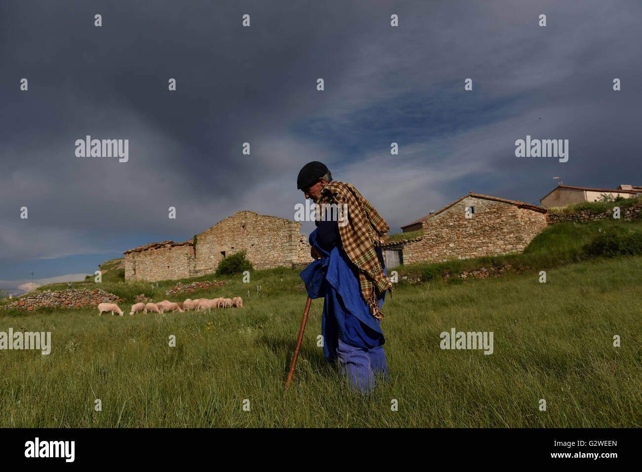 La Riba de Escalote, Spagna. 03 Giugno, 2016. Un pastore con il suo gregge nel villaggio di La Riba de Escalote, provincia di Soria, nel nord della Spagna. © Jorge Sanz/Pacific Press/Alamy Live News Foto Stock