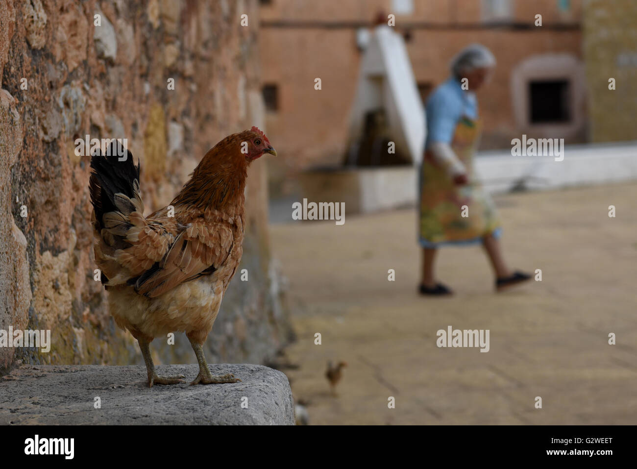 La Riba de Escalote, Spagna. 03 Giugno, 2016. Una gallina con i suoi pulcini nel villaggio di La Riba de Escalote, provincia di Soria, nel nord della Spagna. © Jorge Sanz/Pacific Press/Alamy Live News Foto Stock