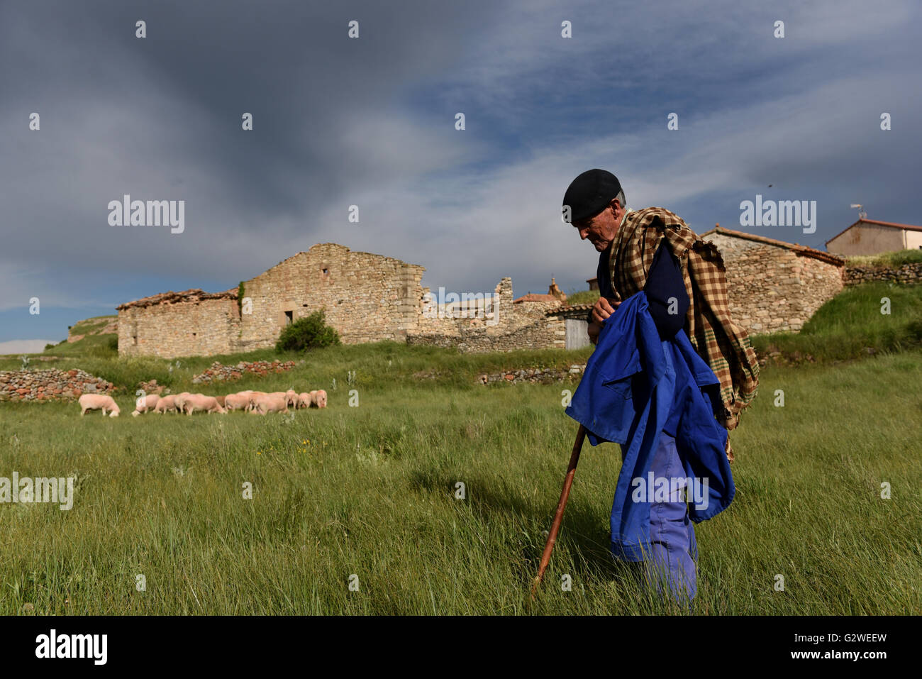 La Riba de Escalote, Spagna. 03 Giugno, 2016. Un pastore con il suo gregge nel villaggio di La Riba de Escalote, provincia di Soria, nel nord della Spagna. © Jorge Sanz/Pacific Press/Alamy Live News Foto Stock