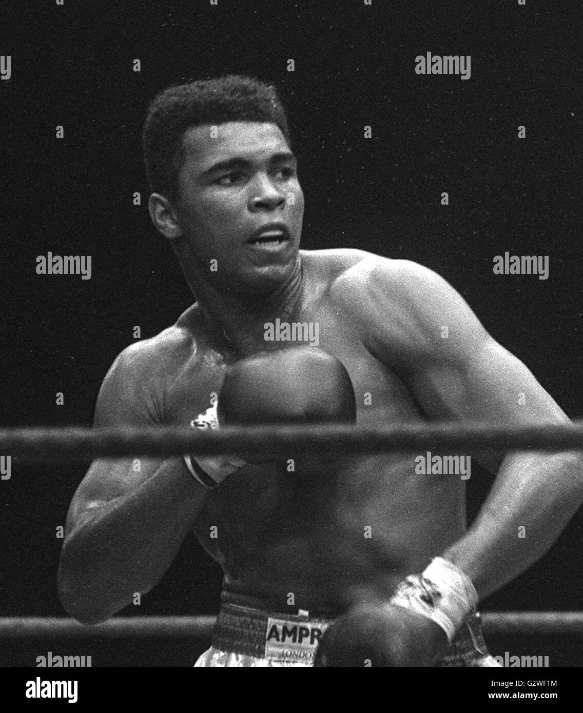 Muhammad Ali alias Cassio CLAY(USA), Boxen, Schwergewicht, Halbfigur, in Boxpositur, Schwarzweissaufnahme; Hf. | Utilizzo di tutto il mondo Foto Stock