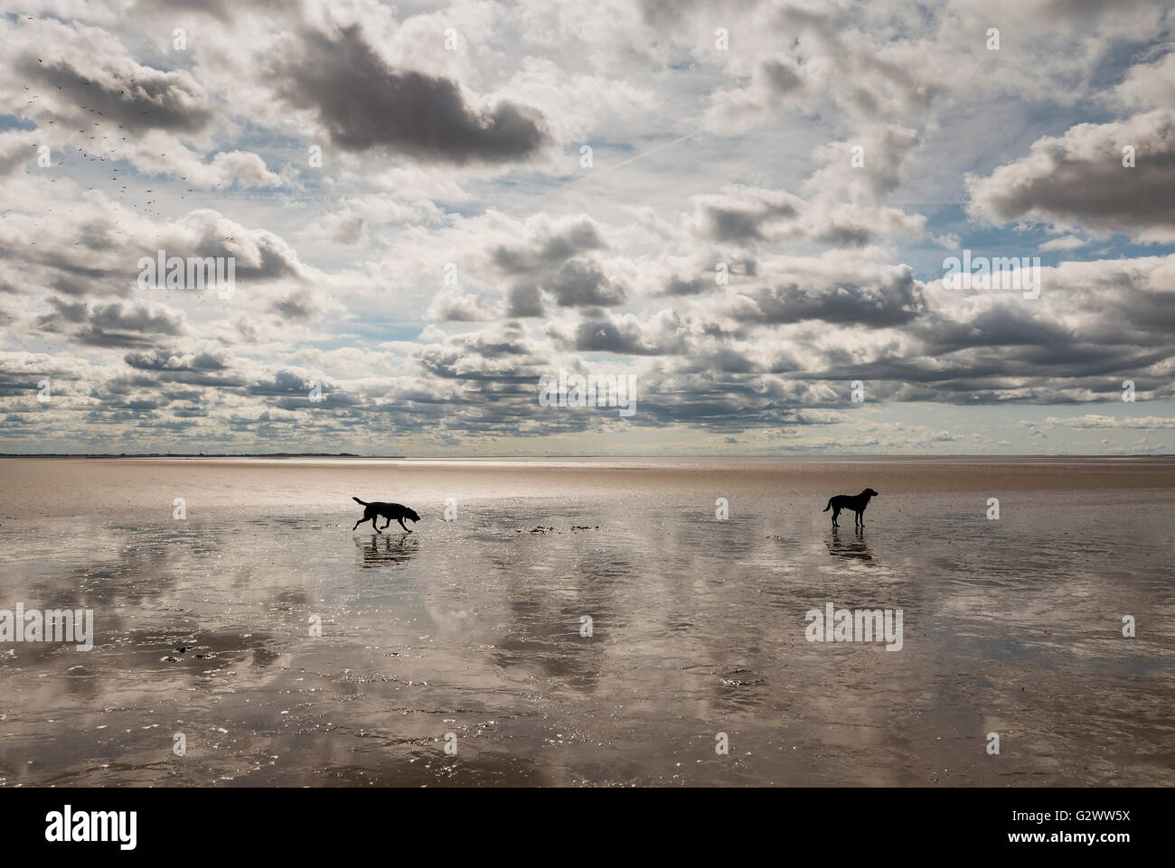 Due cani sulla baia di Morecambe Sands, Inghilterra Foto Stock
