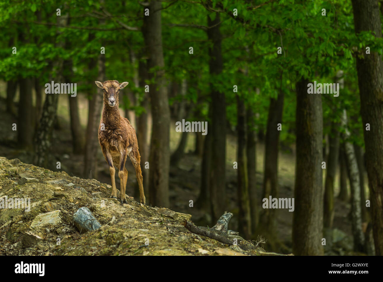 Hart con il giovane cervo nella foresta Foto Stock