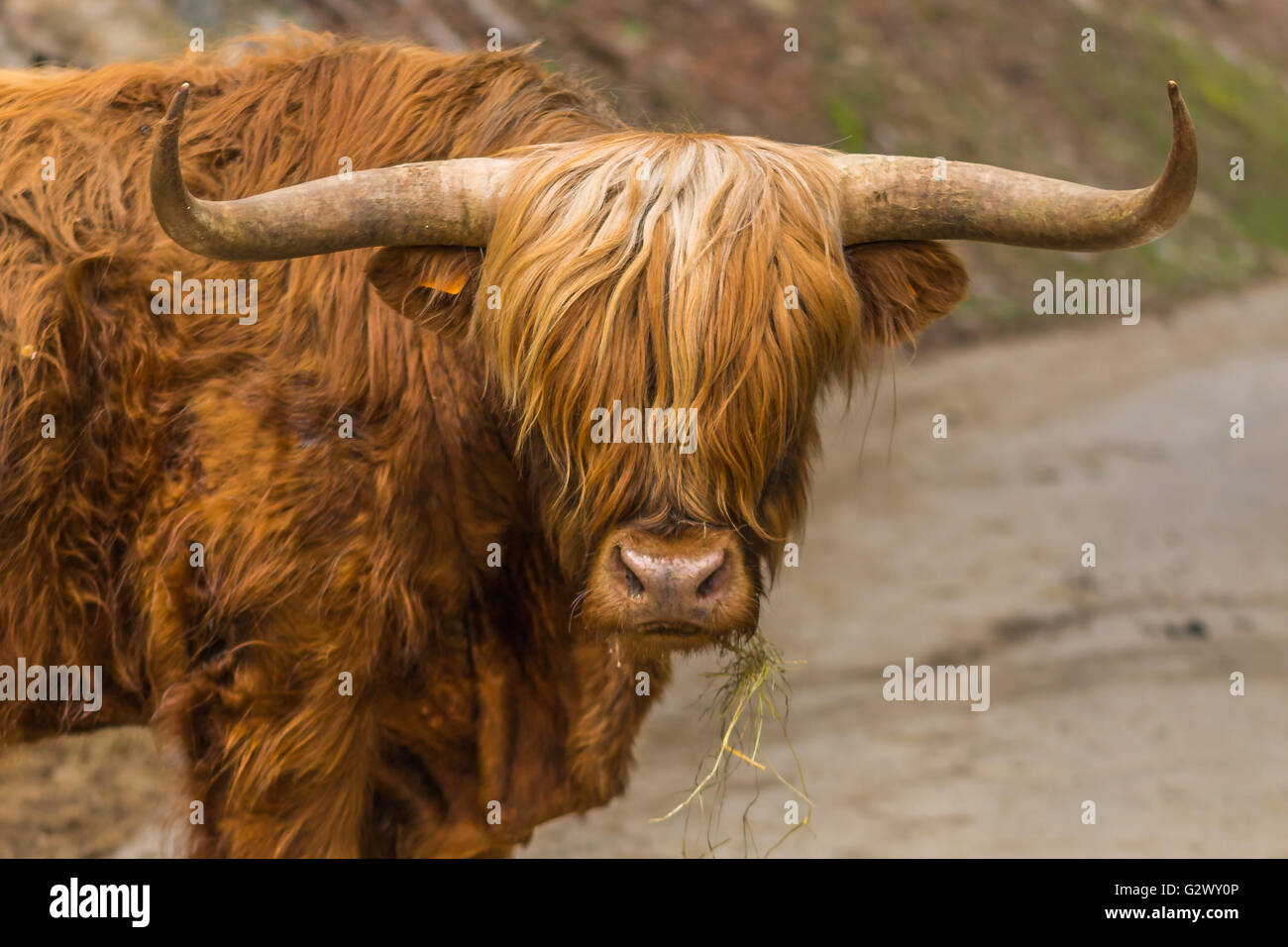 Highlander scozzese nella foresta di blgium Foto Stock
