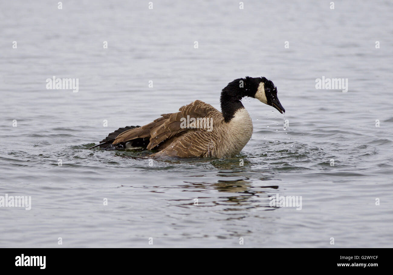 Immagine isolata del nuoto espressamente Canada Goose Foto Stock