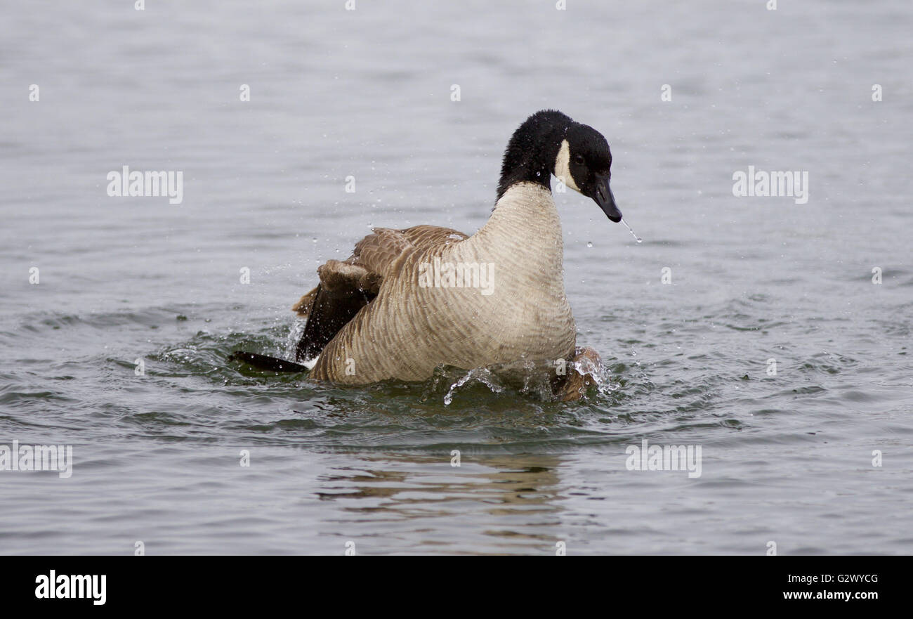 Foto isolato del nuoto espressamente Canada Goose Foto Stock