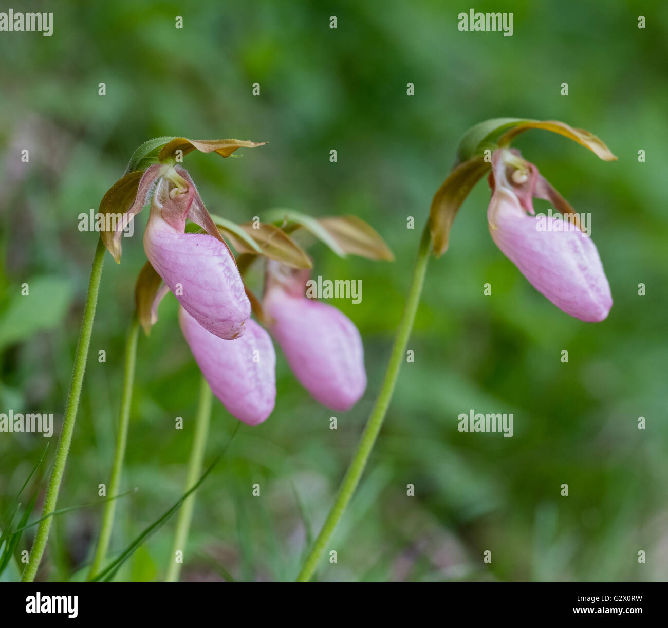 Gruppo di Pink Lady pantofole crescente selvatici lungo un sentiero Foto Stock