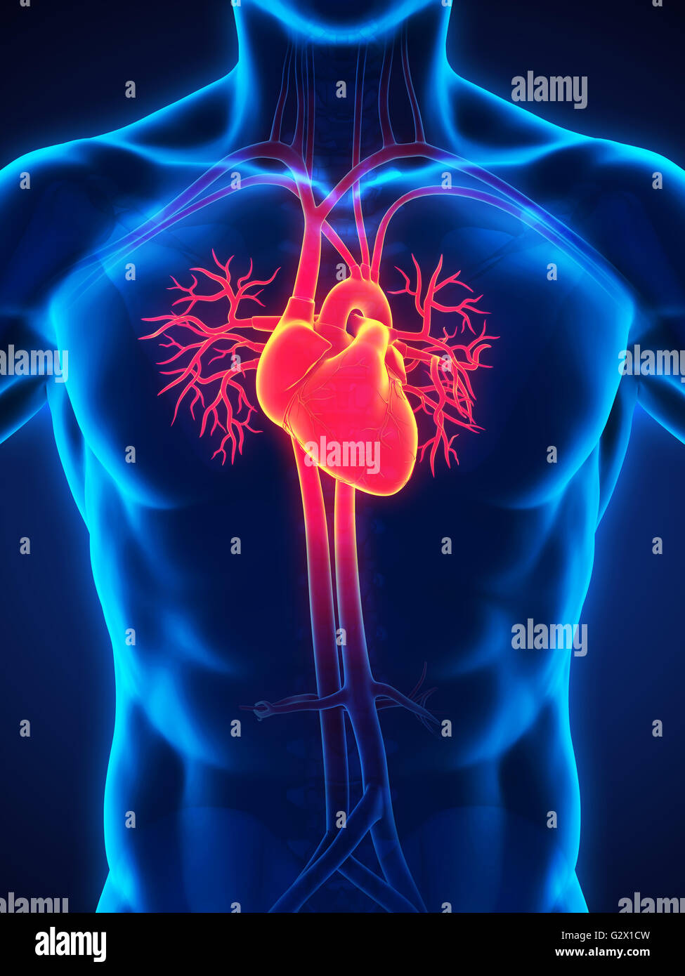 Cuore umano anatomia Foto Stock