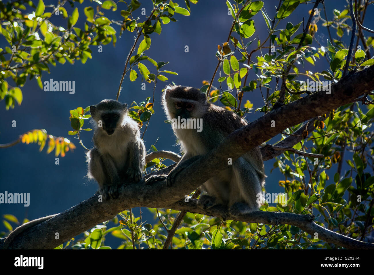 Le scimmie Vervet Batoka Gorge Zimbabwe Foto Stock