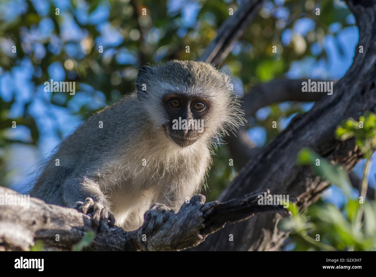Le scimmie Vervet Batoka Gorge Zimbabwe Foto Stock
