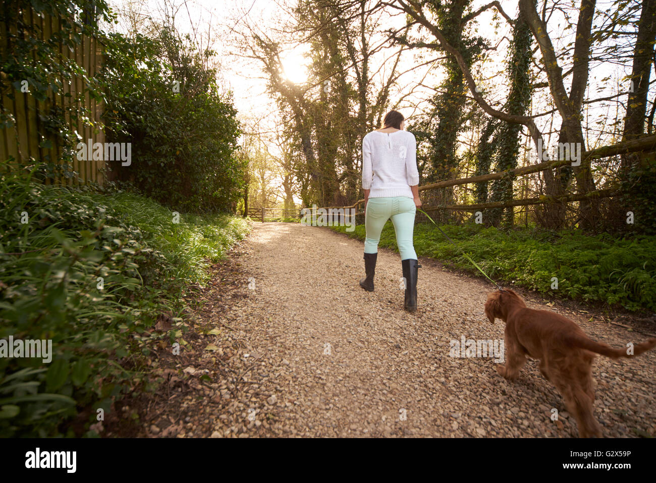 Cocker Spaniel cucciolo sulla passeggiata all'aperto con il proprietario Foto Stock