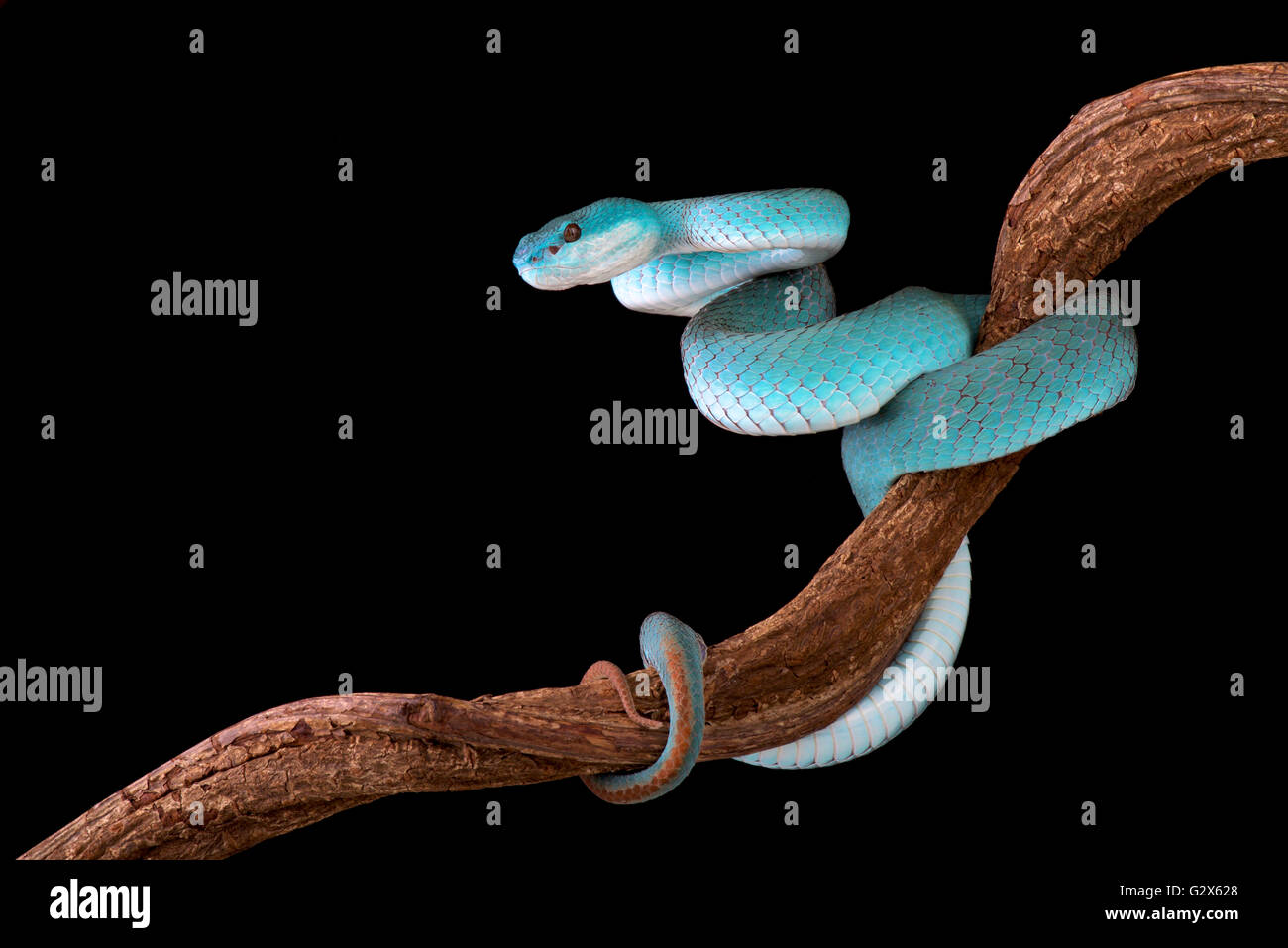 Blu e bianco-Isola a labbro pitviper (Trimeresurus albolabris insularis) Foto Stock